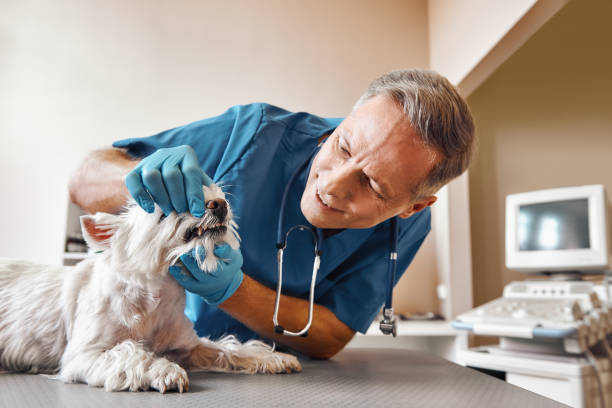 Best Emergency Wisdom Teeth Removal in Urania, LA